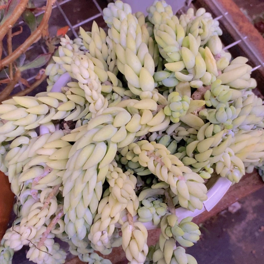 象牙玉坠散装带盆土，180杯