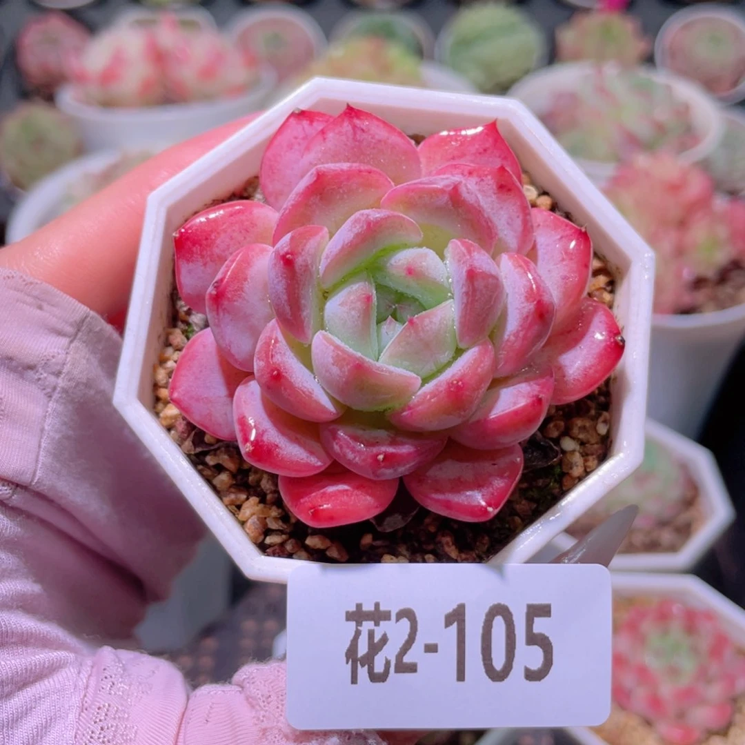 花利美2-105精选糖心