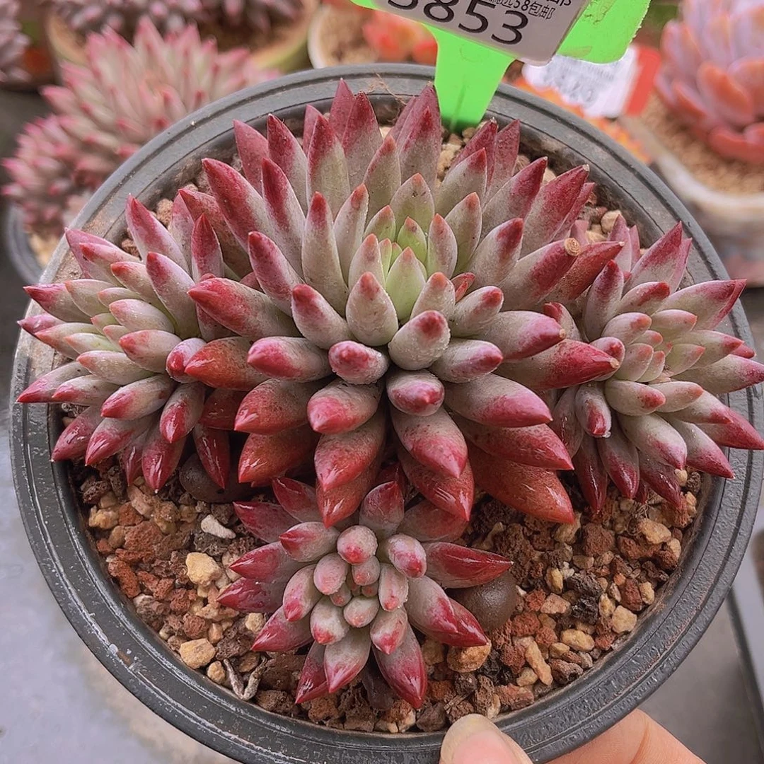 3853虞美人多肉植物