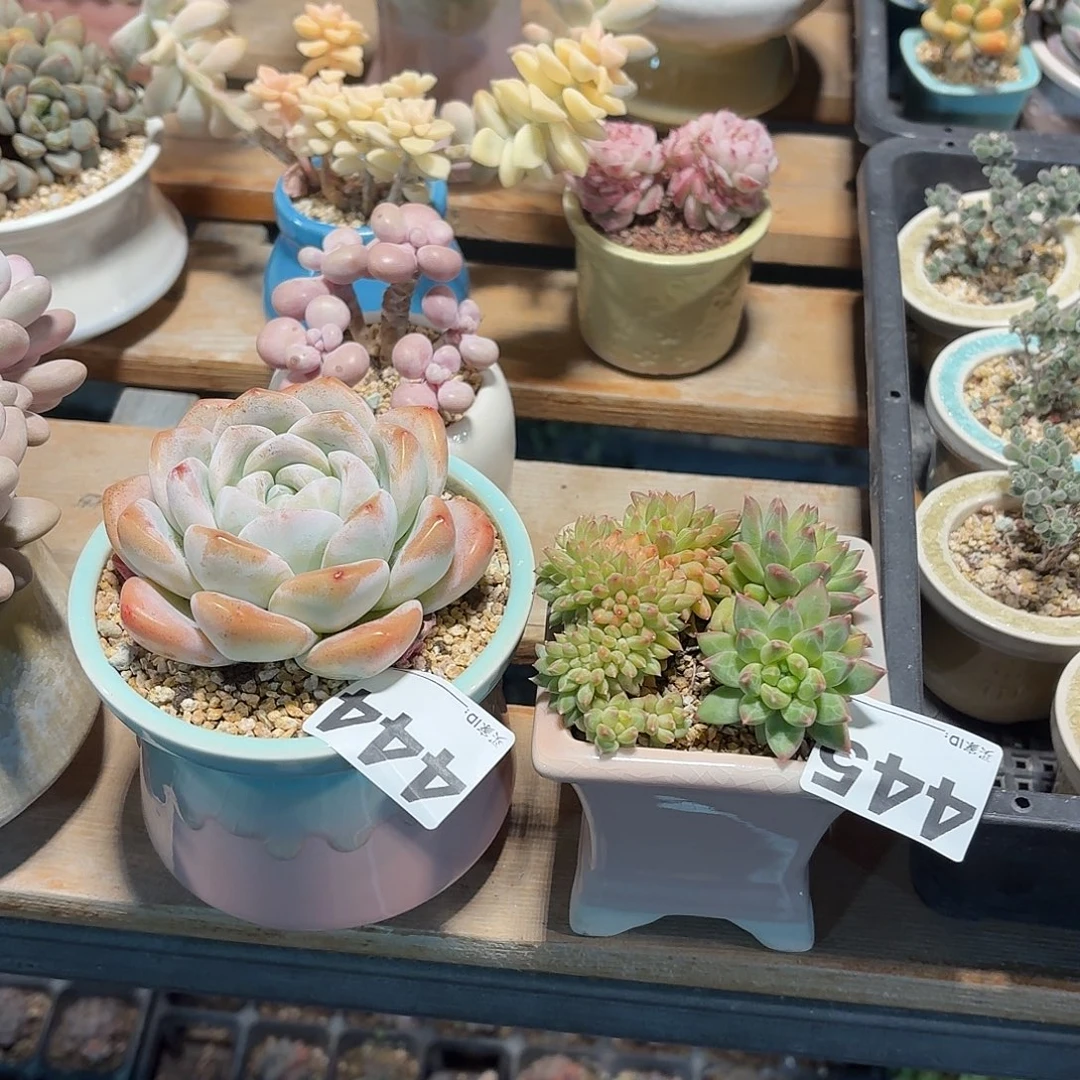 假***想冰玉444+甲骨文445