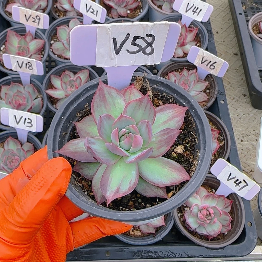 波*?V58惊鸿单头多肉