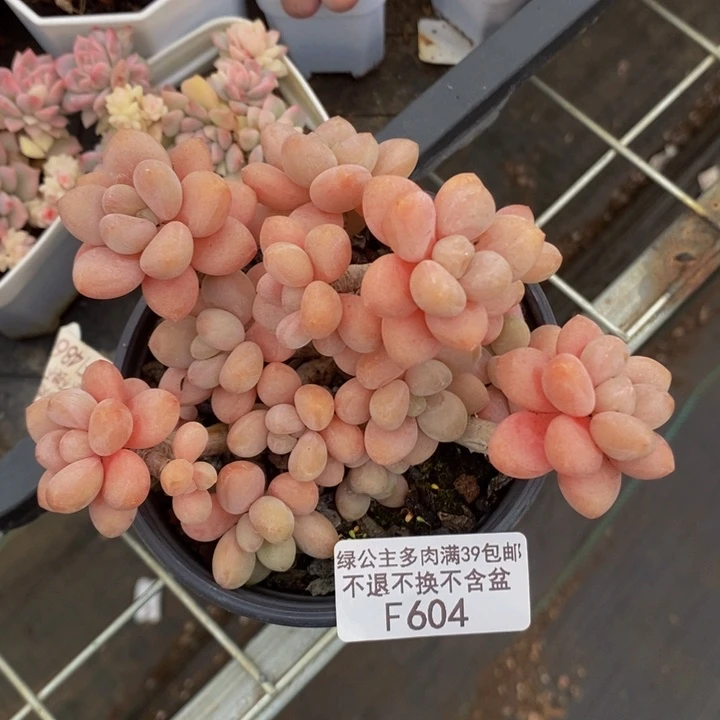 鱼子酱老桩9cm604多肉植物