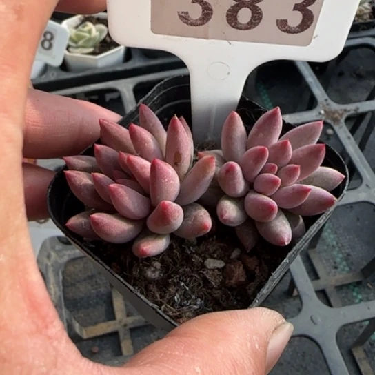 383车厘子一物一拍多肉