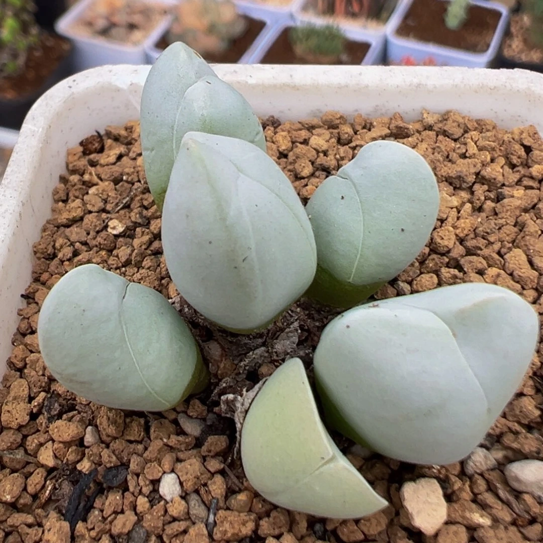 160多肉植物百科植物