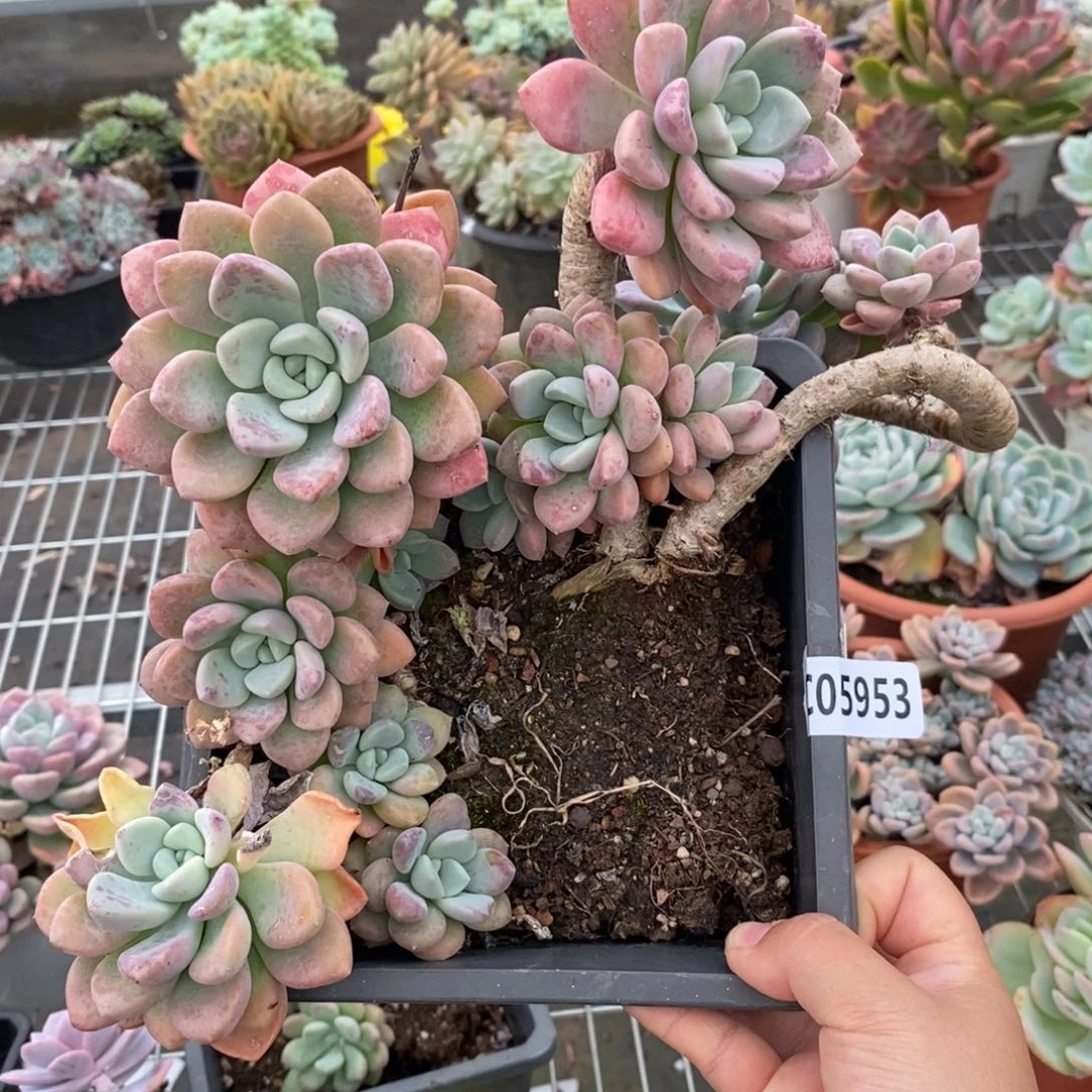 5953花斑露一物一拍