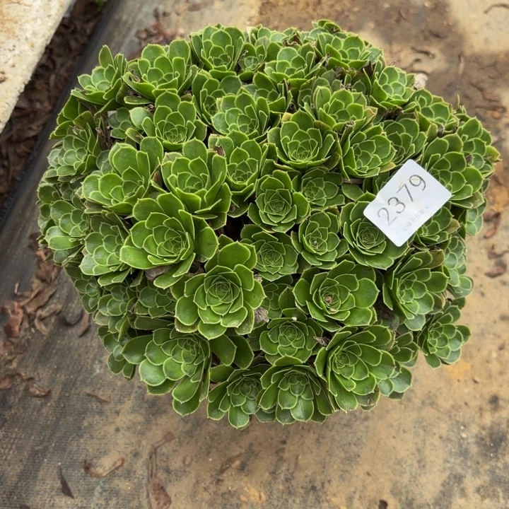 原始绿法师多肉处理不包断头2379