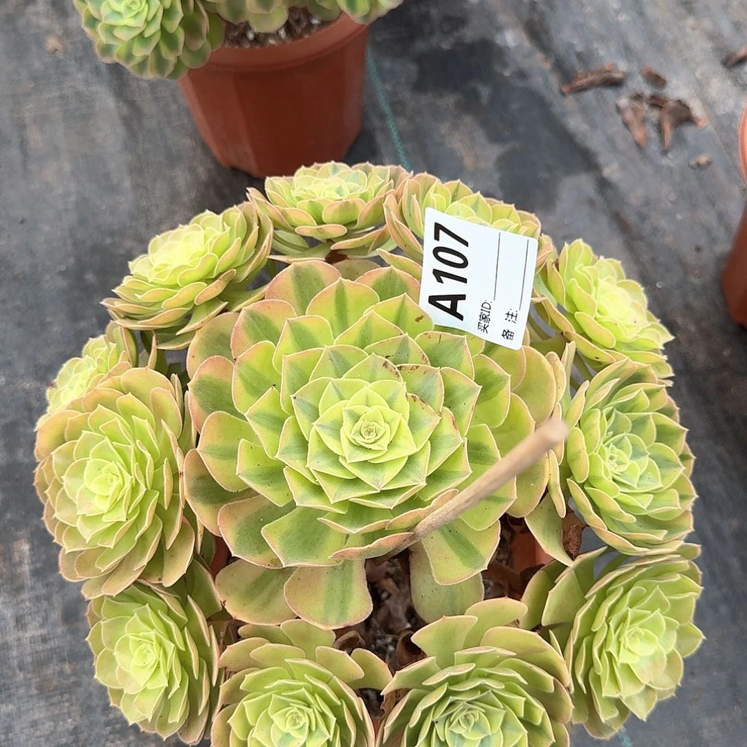 有***聚雨荷多肉法师aaa107