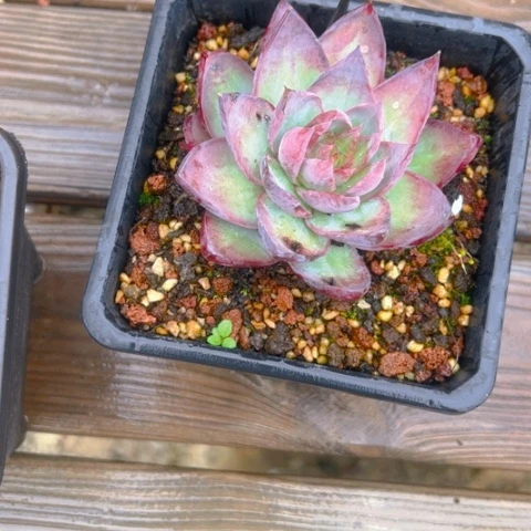 精品多肉惊鸿仙子