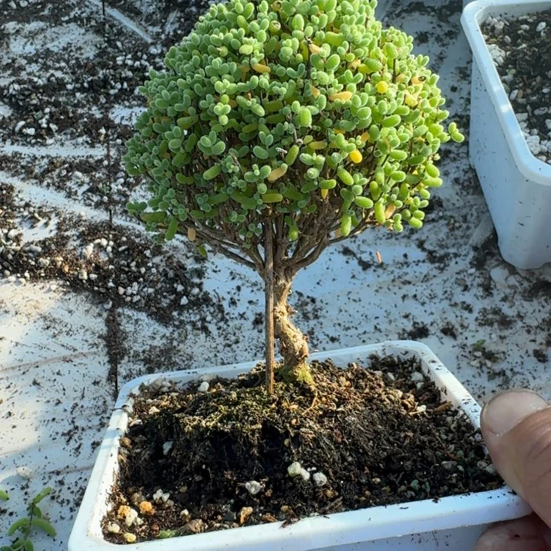 老桩金橘带盆带土发