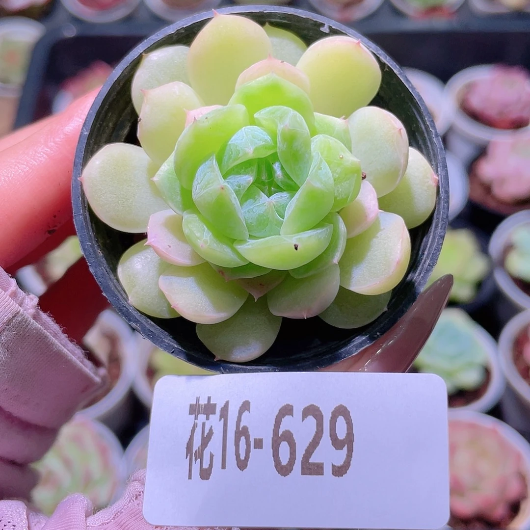 花利美16-629瑶台心