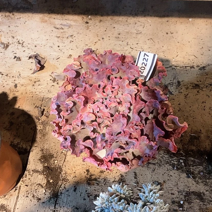 【闪购商品】香*儿高砂20227