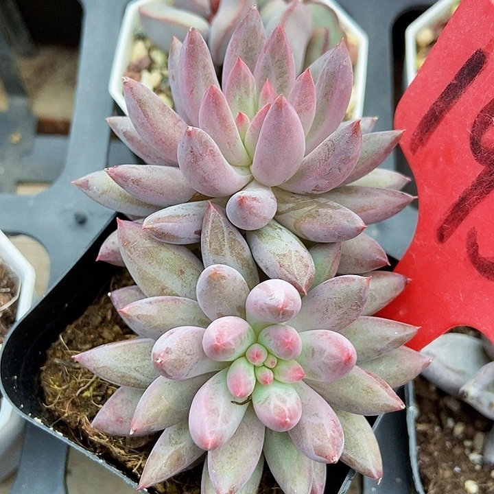 多肉植物虞美人1955