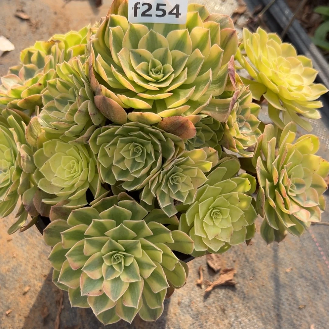 254雨荷，多肉法师
