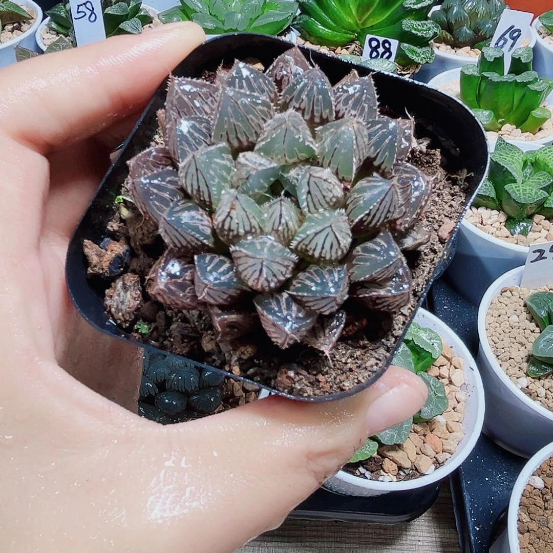 楼兰多肉植物66666