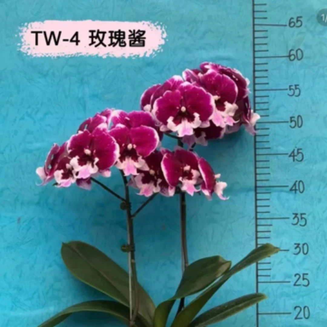嘉熏热吻玫瑰酱蝴蝶兰苗台湾稀有品种2.8寸苗无花无梗