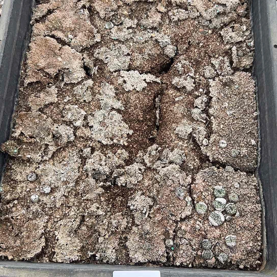清框脱土发无售后默认有疤，555