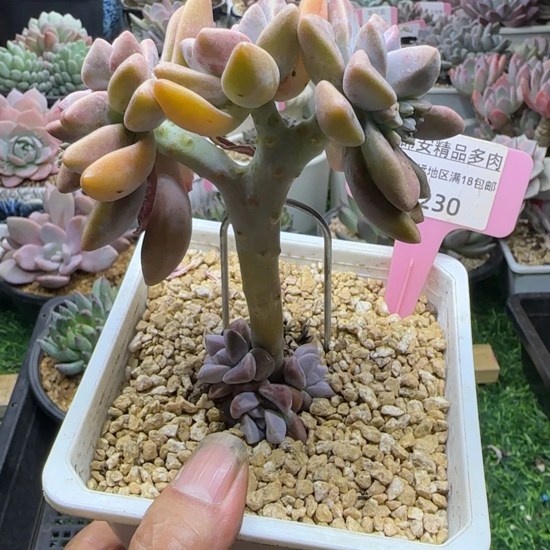锦安精品多肉植物230