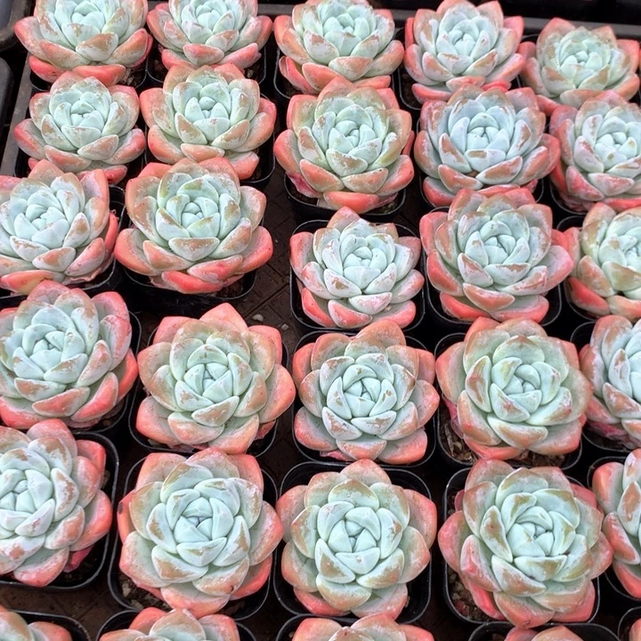 单头暗纹冰玉3颗两单包邮