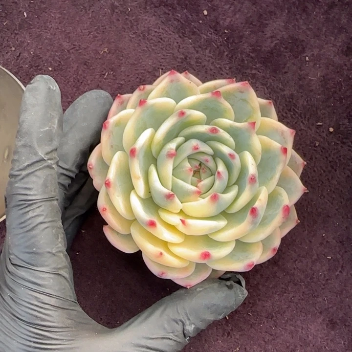 -****?9厘米左右一物一拍的