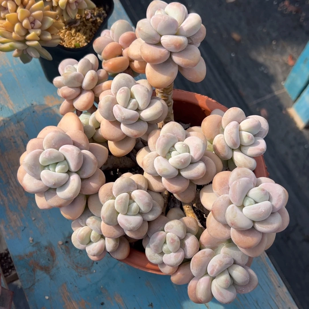 多肉植物一物一拍（19号）