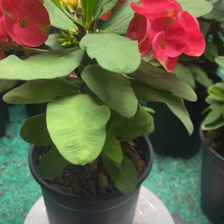 泰品扦插一物一拍