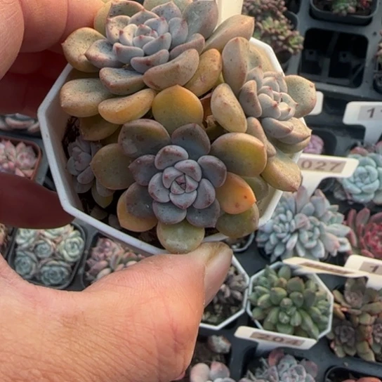 14粉布偶多肉植物多