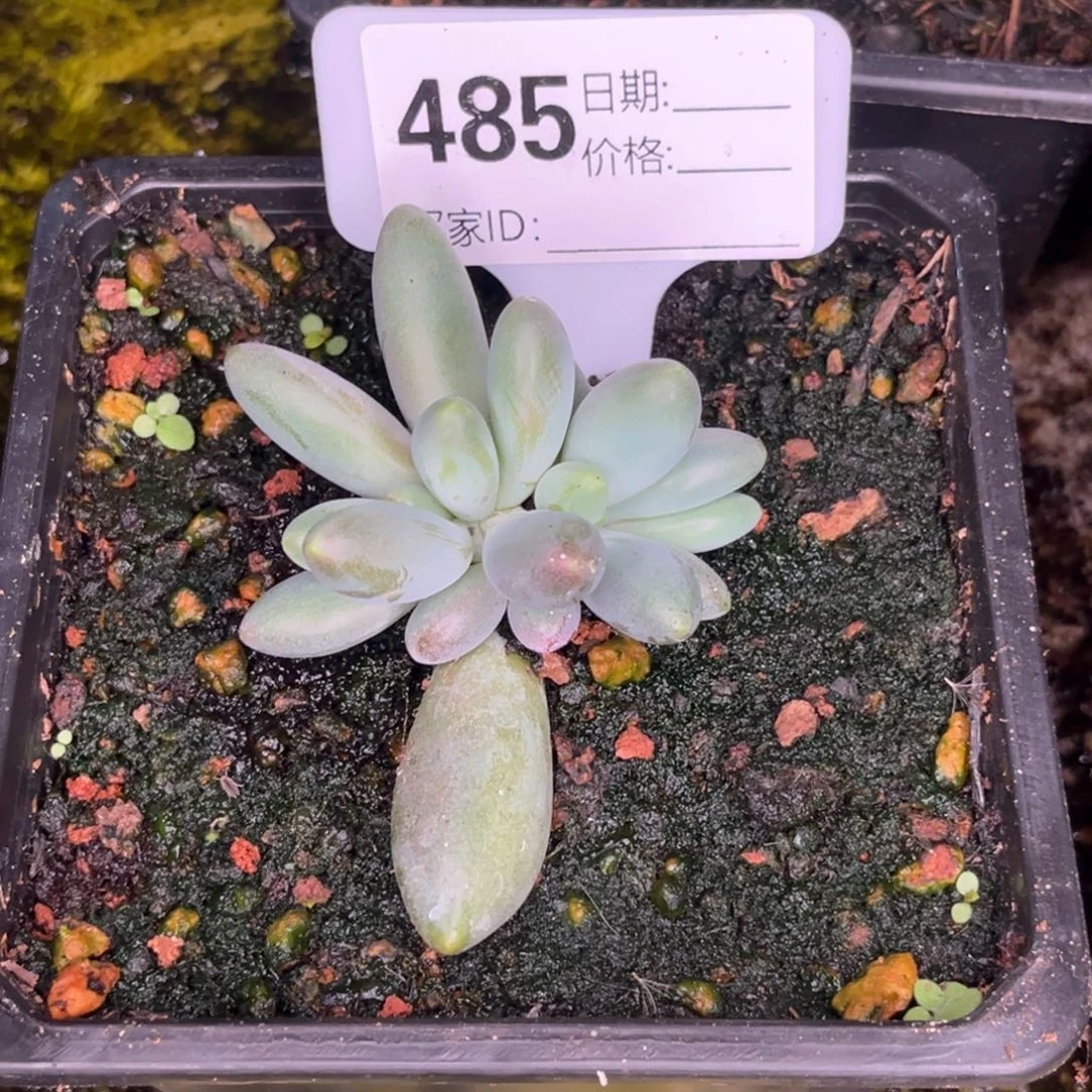 艳***天胖体烟花多肉植物485