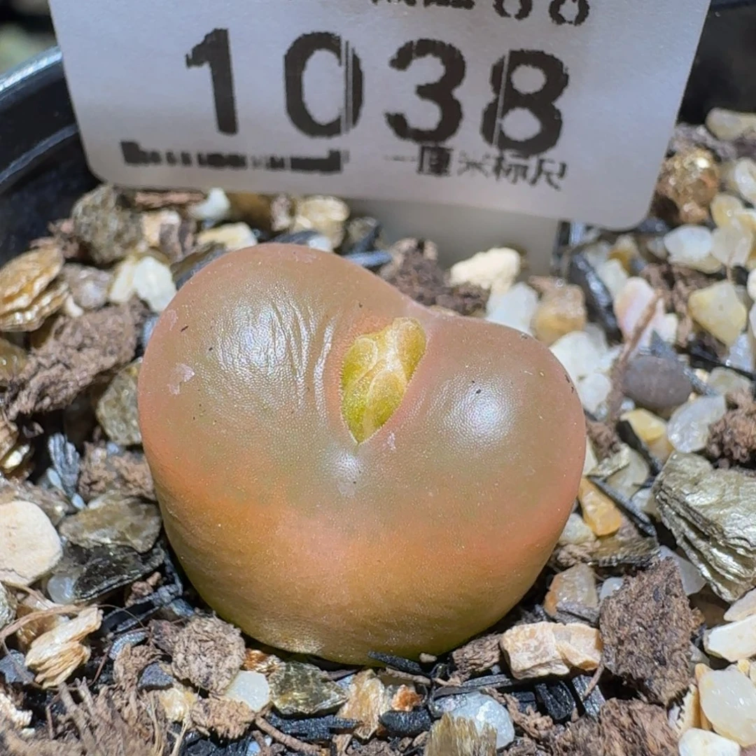 zzzz精品生石花1038