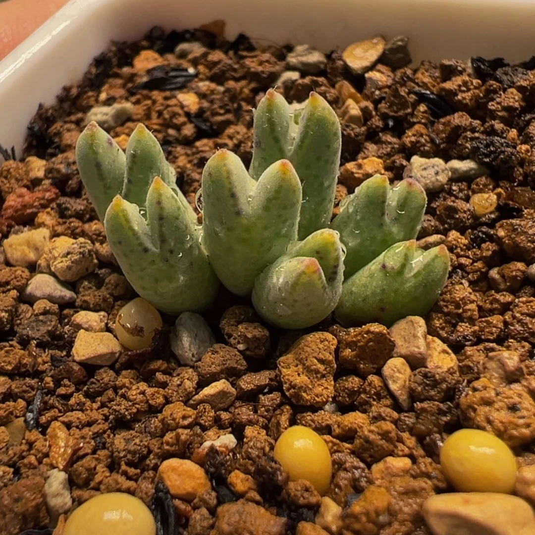085多肉植物种类多样