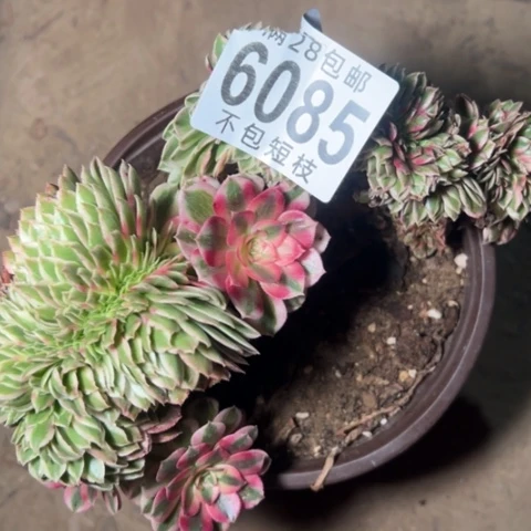 倾城缀有伤多肉植物6085