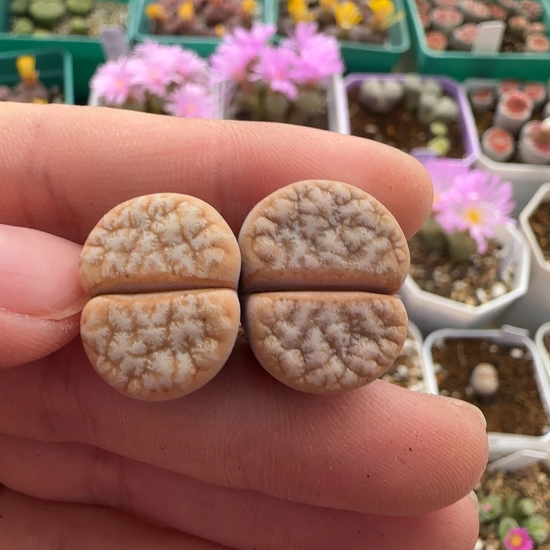 11.8。爱萌拿铁生石花。8049