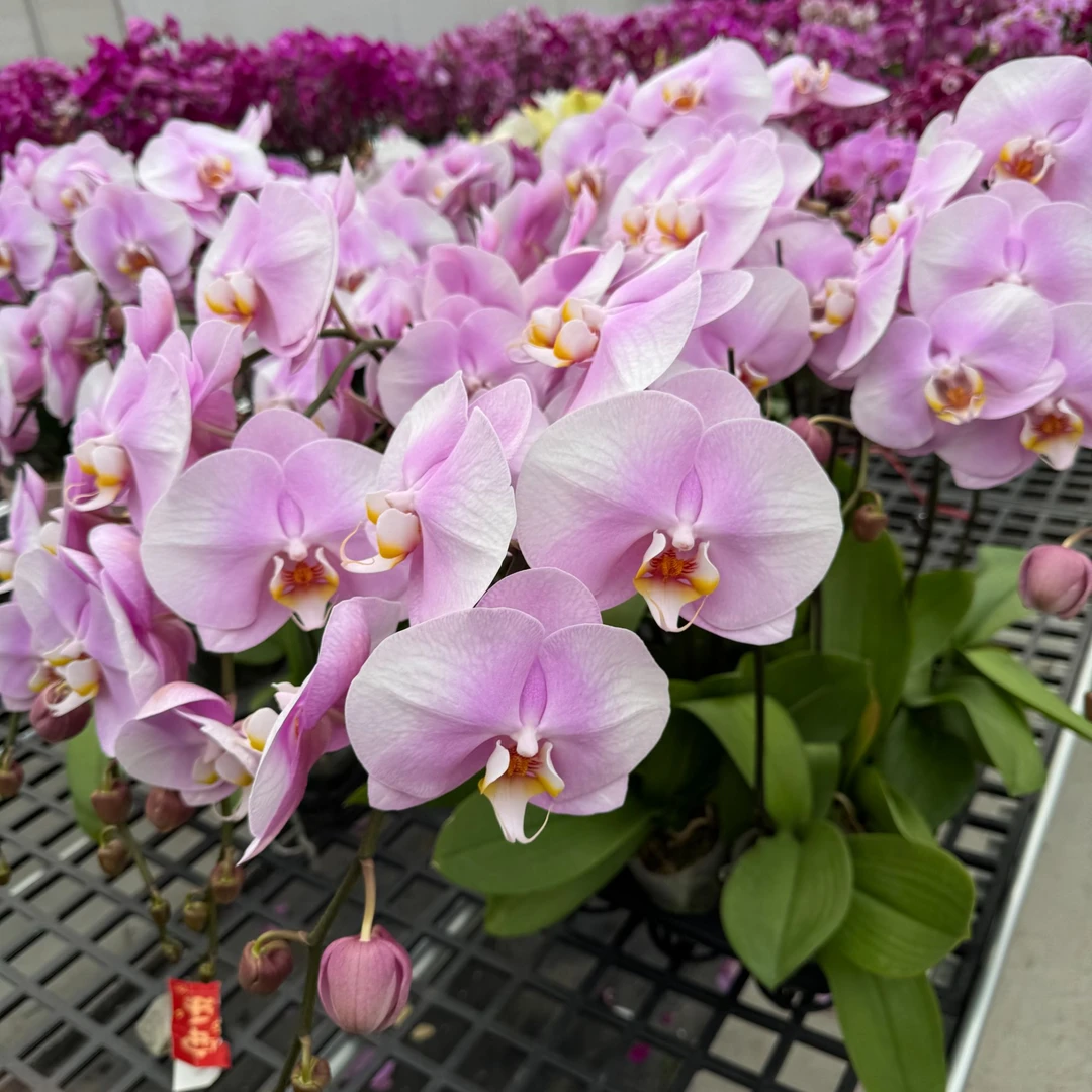 【粉宝贝】粉色渐变超大花花  带花带花苞蝴蝶兰室内花卉