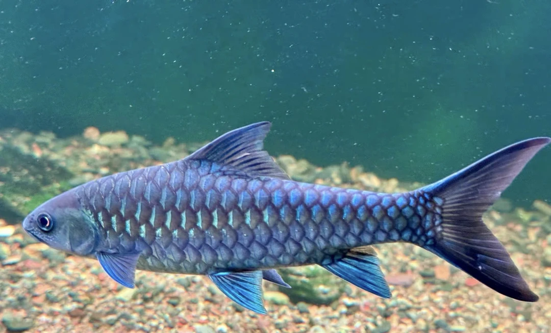 无品牌观赏鱼-吉罗