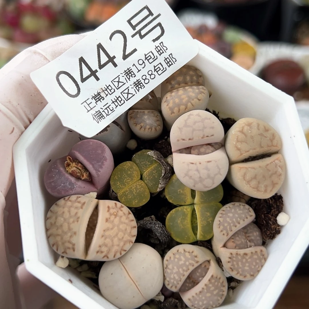 好养易活生石花大母本0442