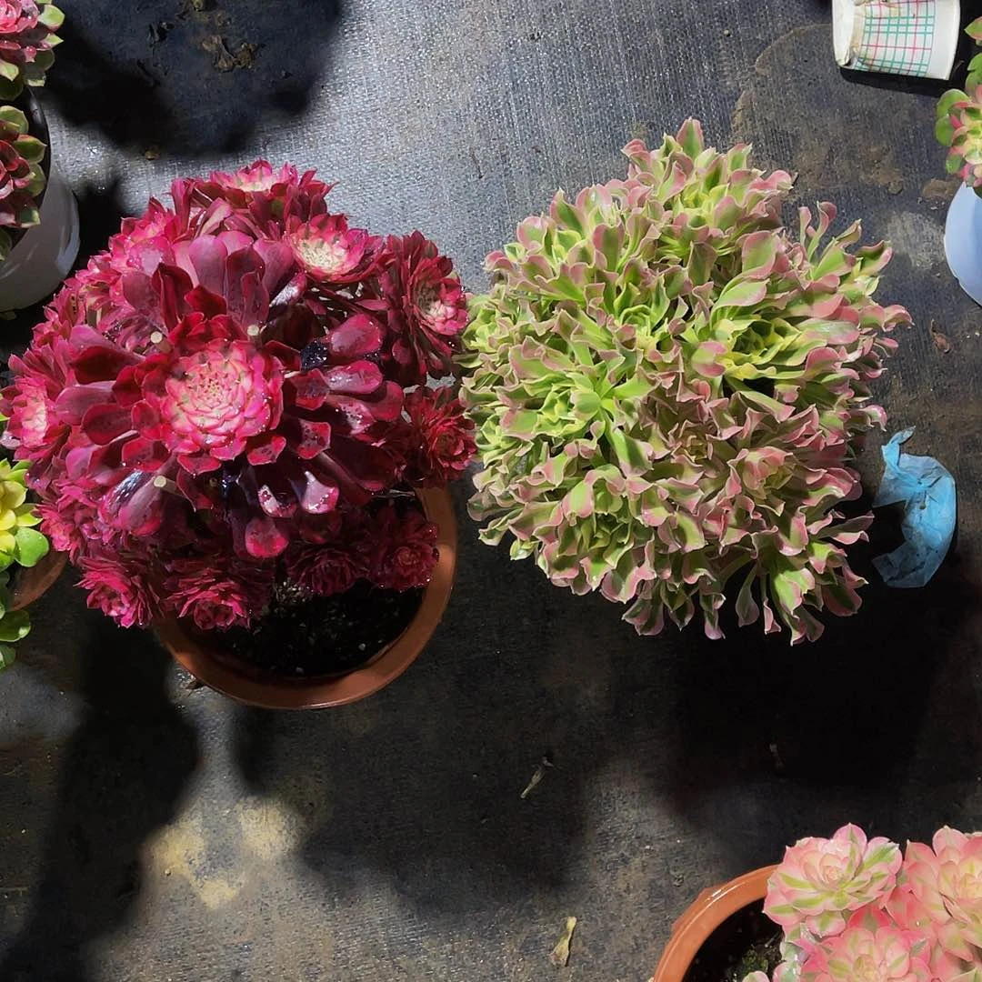 红桐妖装141雨花石白风141拖土