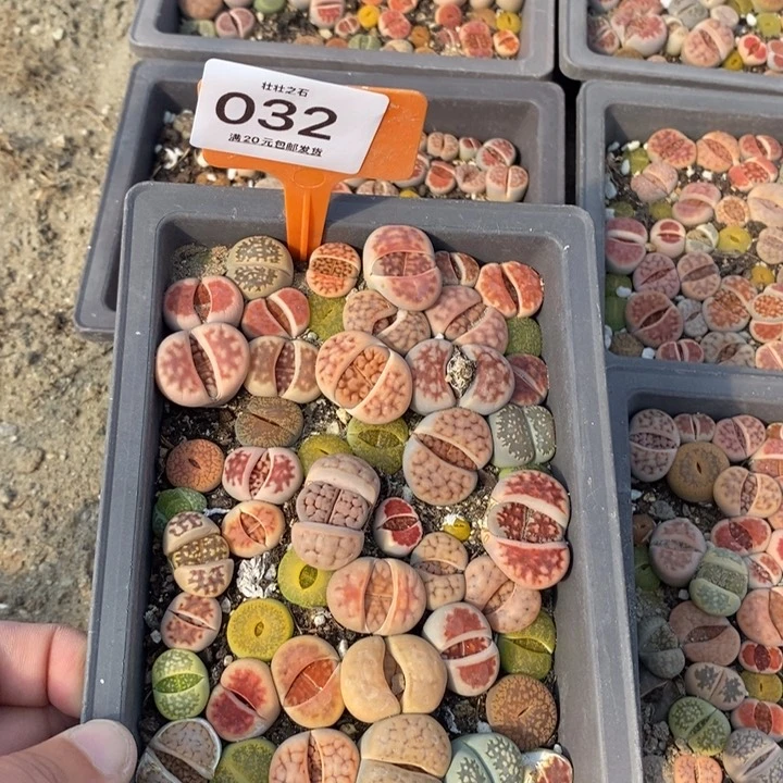 ****032生石花小苗长