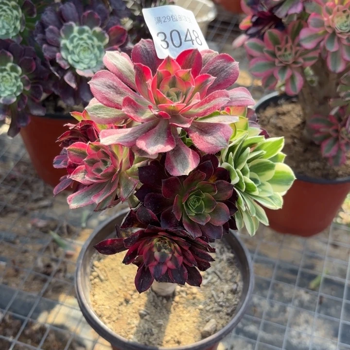 七彩树多肉法师3048