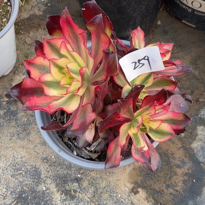 法师植物魅影法师259