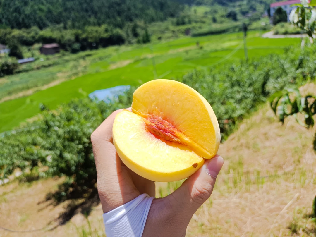 新鲜现摘正宗柘村高山黄桃应季水果脆甜多汁果园直发