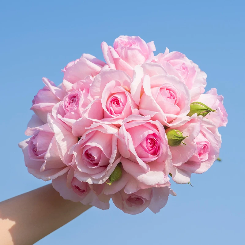 【木通专属】天狼月季 粉黛 盆栽自育多季灌木浓香耐热植物花卉