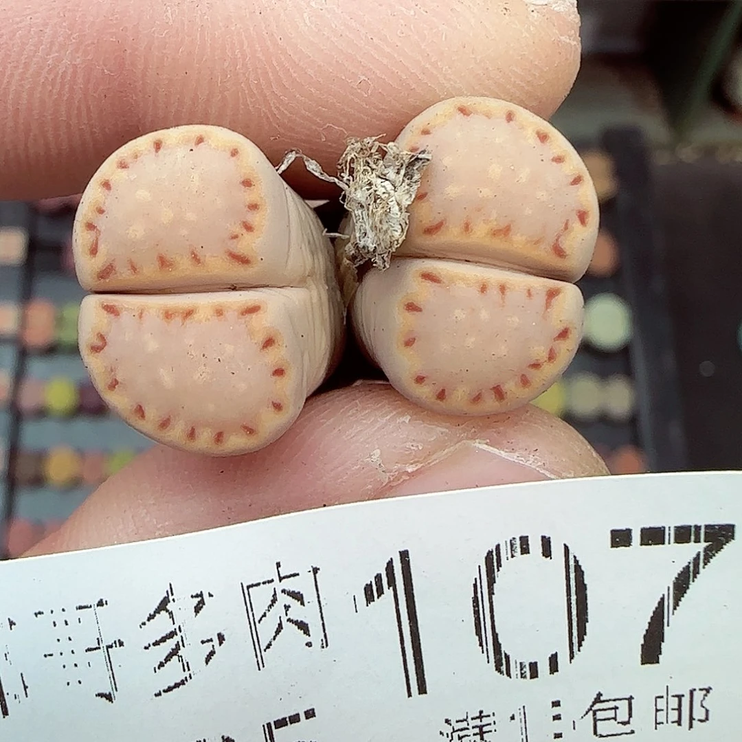 满满18包邮1225-107