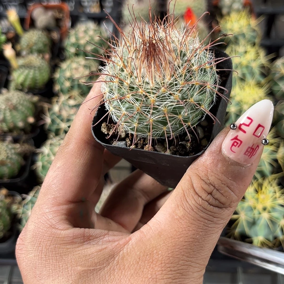 绯绣玉单头发货有根发货