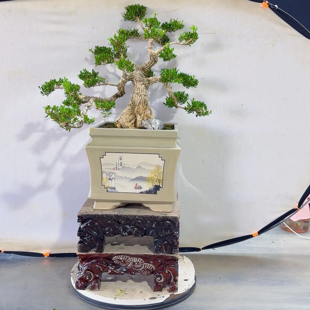 高端黄杨盆景艺术