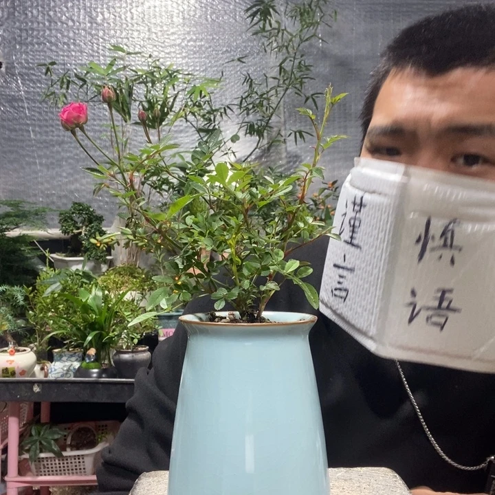 狂***猪以实际为准盆景绿植盆栽45