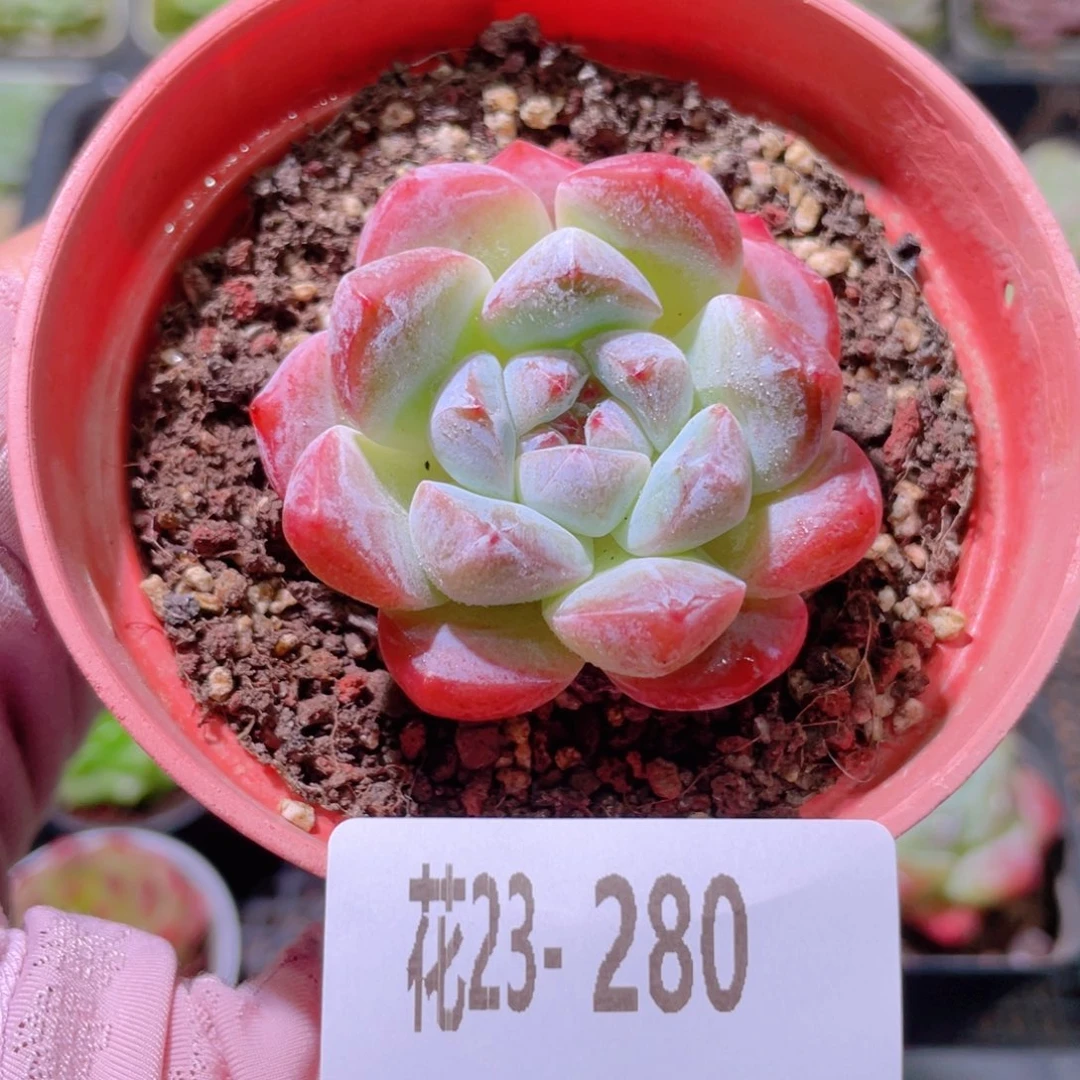 花利美23-280新品