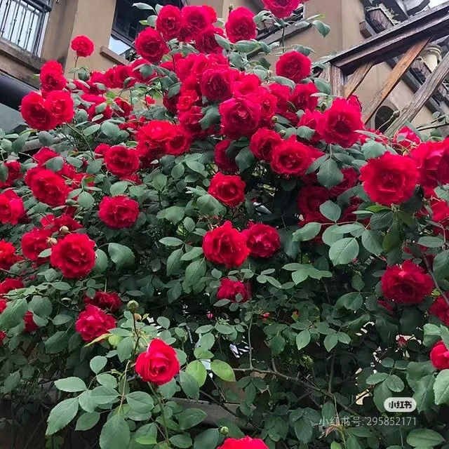 【鲁硕红】藤本月季 红色丰花抗病抗旱耐寒花期长 多头开花花量大