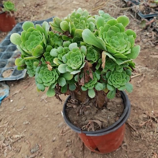 绿羊绒缀加急法师17