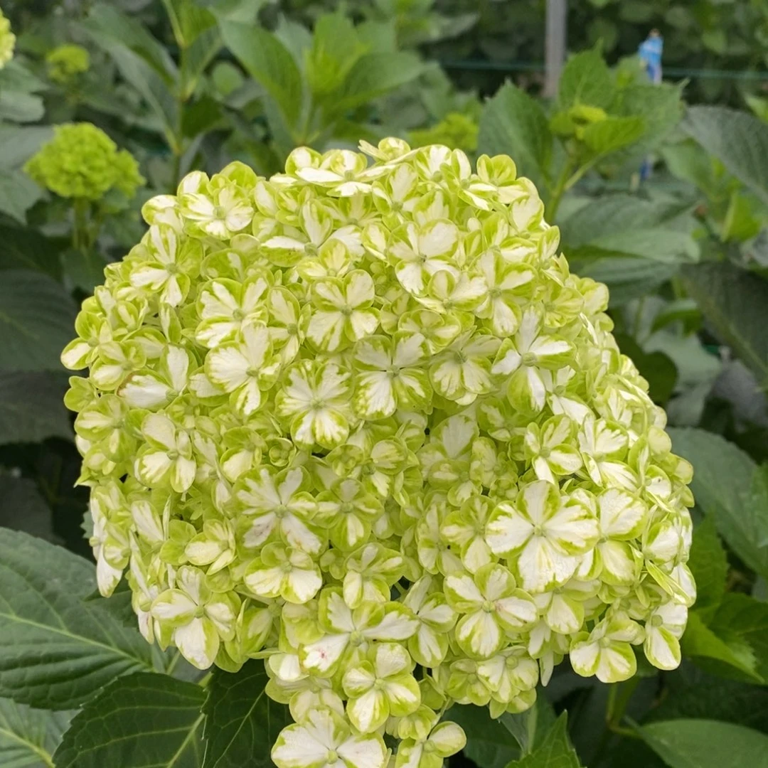 139有色差介意勿拍/3单冷链包邮/偏远补15元运费发德邦