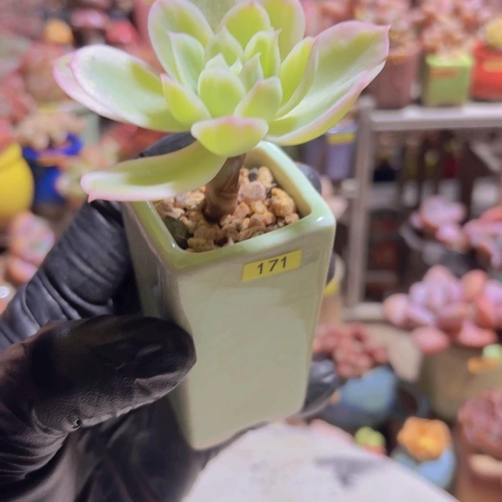 笨***孩一物一拍编号171