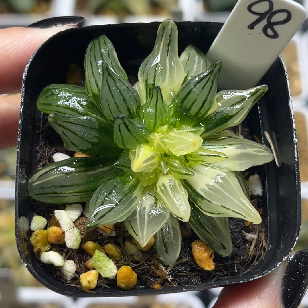 98西瓜寿锦福利专场